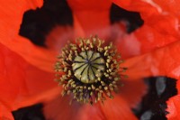 Papaver commutatum  'Ladybird'  Poppy  July
