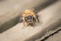 Andrena scotica - Chocolate Mining Bee - leaving nest under garden decking