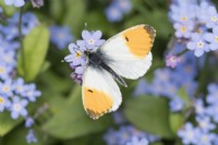 Anthocharis cardamines - Male Orange Tip Butterfly feeding from Forget-me-not flowers