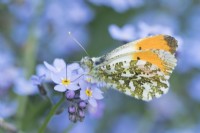 Anthocharis cardamines - Male Orange Tip Butterfly feeding on Forget-me-not flowers
