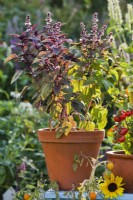Pot grown Ocimum basilicum 'Purpurascens' - Basil Red Rubin.