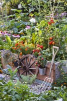 Hanging pots with dwarf tomatoes, tools and raised bed with Swiss chard, Tagetes patula and tomato growing up cane support.