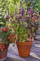 Pot grown Ocimum basilicum 'Purpurascens' and Solanum lycopersicum 'Tumbling Tom'.