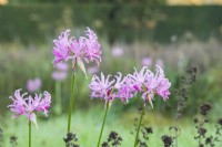 Nerine bowdenii - Cornish lily. November
