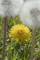 Taraxacum officinale - Dandelion flowers and pappus in meadow