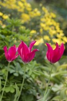 Tulipa 'Doll's Minuet'  