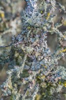 Mixed Lichens including Parmelia sulcata growing on a branch in winter - January