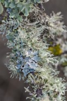Mixed Lichens ubckuding Parmelia sulcata growing on a branch in winter - January