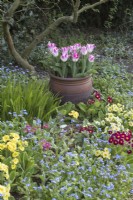 Tulipa 'Whispering dream' in container with Primulas and Myosotis in spring border