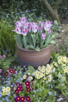 Tulipa 'Whispering dream' in container with Primulas and Myosotis in spring border