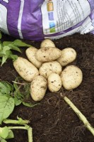 Solanum tuberosum  'Sharpe's Express'  Harvested first early potatoes  grown in old plastic compost bag  July
