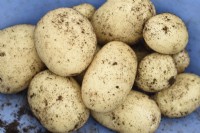 Solanum tuberosum  'Sharpe's Express'  Harvested first early potatoes  July
