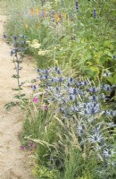 Border with Eryngium x zabelii 'Big Blue' in the Iconic Horticultural Hero Garden. A Climate Resilient Perennial Meadow. Hampton Court Flower Festival 2021
