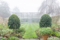 View of formal walled town garden with mist. Box topiary, line of pleached field maples forming internal boundary. Mown lawn, Betula pendula 'Youngii'. December