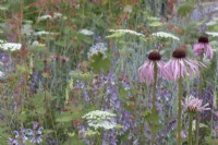 Border with Echinacea pallida - Cone flowers and other perennials in the Iconic Horticultural Hero Garden. A Climate Resilient Perennial Meadow. Hampton Court Flower Festival 2021