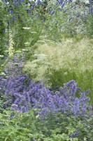 Border with Nepeta Summer Magic and Stipa calamagrostis in the Iconic Horticultural Hero Garden. A Climate Resilient Perennial Meadow. Hampton Court Flower Festival 2021 