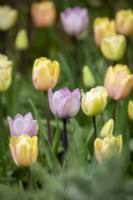Tulipa 'Mango Charm', 'Shirley' and  'Jacuzzi'