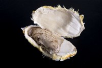 Mango seed in its dried out husk on a black background. 
