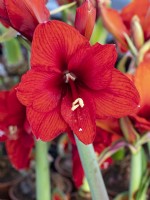 Hippeastrum 'Red Lion' - amaryllis in flower