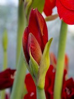 Flower bud of Hippeastrum 'Red Lion' - amaryllis