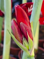 Flower bud of Hippeastrum 'Red Lion' - amaryllis