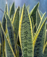 Sansevieria trifasciata - mother in laws tongue  winter