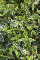 Abelia x grandiflora 'Hopleys'