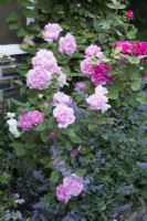 Rosa Mary Rose, Rosa Sophy's Rose and Nepeta