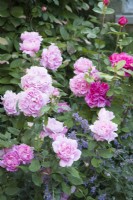 Rosa 'Mary Rose', Rosa 'Sophy's Rose' and Nepeta