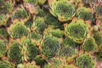 Sempervivum - Hens and Chicks succulent plants - August
