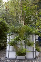 The IBC Pocket Forest. Intermediate Bulk Containers re-purposed as planters. Plants include Asplenium scolopendrium, Dryopteris, Polystichum and Astrantias. Designer: Sara Edwards. Chelsea Flower Show 2021.