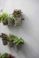 Herbs in small metal flower pots hung on bare wall.  Space saving herb garden.