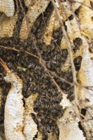 Mass of wild honey bees - Apis mellifera- on hive established in a bush of Bereberis in garden
