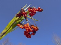 Iris foetidissima berries winter