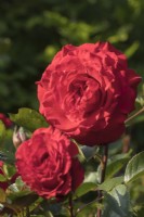 Rosa 'Dizzy Heights'
