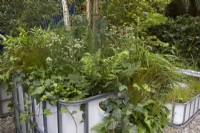The IBC Pocket Forest. Intermediate Bulk Containers re-purposed as planters. Plants include Asplenium scolopendrium, Dryopteris, Polystichum and Astrantias. Designer: Sara Edwards. RHS Chelsea Flower Show 2021.