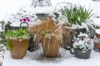 A snowy deck scene, with pots of Carex testacea 'Prairie Fire', cyclamen and leafy Muscari
