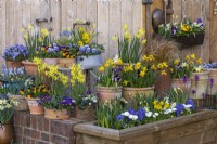 Container display of wooden flour sieves (vintage and painted) and terracotta pots planted with daffodils 'Jet Fire', 'Hawera' and 'Tete-a-Tete', annual violas, bellis daisies, windflowers, hyacinths and white cyclamen.