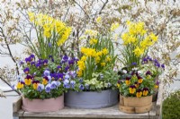 Painted modern and vintage wooden flour sieves planted with spring flowers. Mixed annual violas; Narcissus 'Tete-a-Tete', 'Avalanche' and 'Hawera'; white or pink Cyclamen coum; Anemone blanda and ivy. Backdrop of Amelanchier lamarckii in blossom.