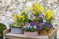 Painted modern and vintage wooden flour sieves planted with spring flowers. Mixed annual violas; Narcissus 'Tete-a-Tete', 'Avalanche' and 'Hawera'; white Cyclamen coum 'Alba'; Anemone blanda and ivy. Backdrop of Amelanchier lamarckii in blossom.