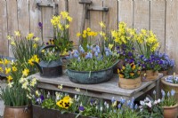 Vintage copper bowl planted with Muscari 'Aqua Magic', flanked by flour sieves, copper kettles and terracotta pots planted with violas, cyclamen, grape hyacinths and miniature narcissus.