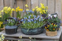 Vintage copper bowl planted with Muscari 'Aqua Magic', and copper kettles planted with Muscari 'Esther' or white cyclamen.