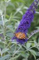 A painted lady butterfly on Buddleja davidii 'Wind Tor'