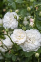 Rosa x alba 'Alba Semiplena', a fragrant rose flowering in June.