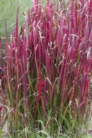 Imperata cylindrica 'Rubra', an ornamental grass.