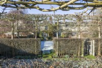 View of victorian house through gaps in hawthorn hedges and pleached field maples which create internal boundaries within formal town garden. January