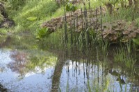 View across woodland pond to sculpture of 'Bulrushes' which are also reflected in the water. 

Marginals include Rodgersia aesculifolia 'Rotlaub'. 