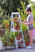 Girl picking tomatoes from pot on ladder.