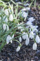 Galanthus 'Magnet' after light snowfall. January