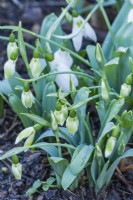 Clump of Galanthus 'Rosemary Burnham' weighed down after light snowfall. January